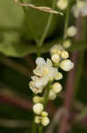 Fringed black bindweed